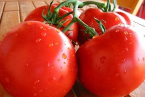 Description de la variété de tomate Aphrodite, son rendement et ses caractéristiques