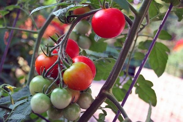 tomatbuske