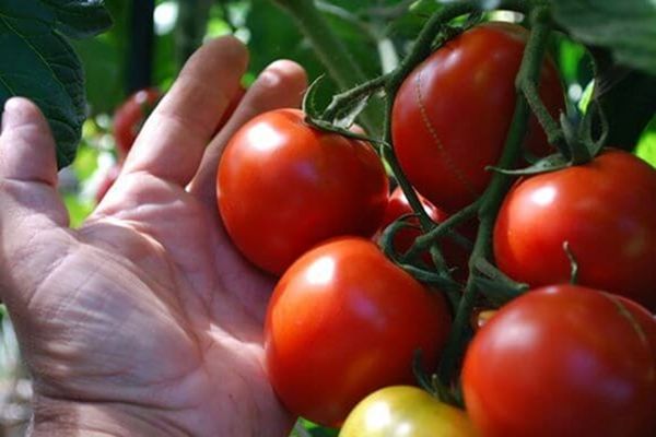 maaperän tomaatit