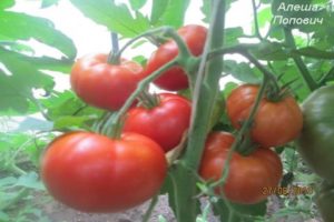 Egenskaber og beskrivelse af tomatsorten Alyoshka F1 og nuancerne i landbrugsteknologi