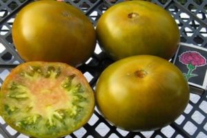 Bataklık domates çeşidinin özellikleri ve tanımı, verimi