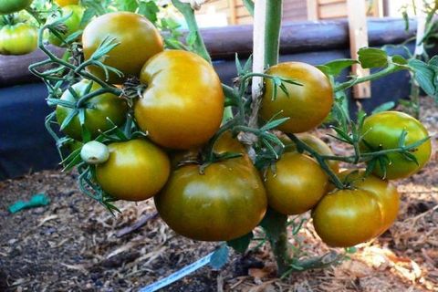 Anbau von Tomatensümpfen