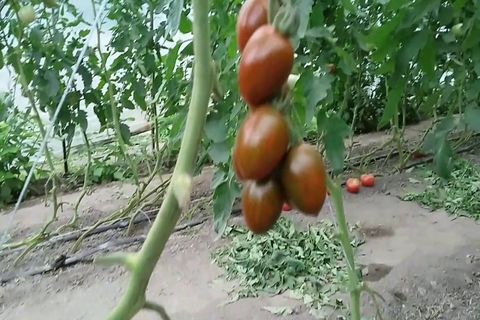 ķiršu tomātu nēģeris