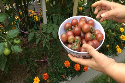 voksende tomat