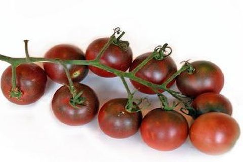 arbustos de tomate