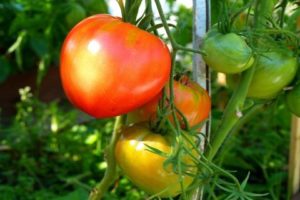 תיאור ותשואה של זן עגבניות דנקו