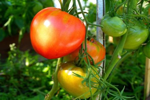 tomaatin väri