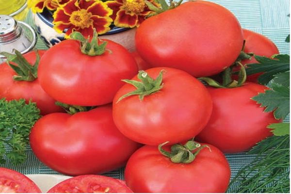 domates çeşitleri yetiştiriciliği