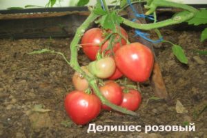 Lezzetli domates çeşidinin özellikleri ve tanımı