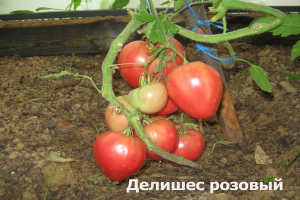 Caratteristiche e descrizione della varietà di pomodoro Delicious