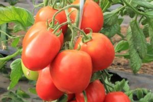 Beskrivelse og egenskaber ved tomatsorten Børns sødme, dens udbytte