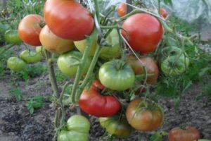 Kenmerken en beschrijving van de Champion EM-tomatenvariëteit, opbrengst