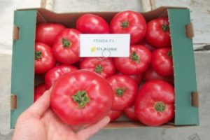 Características y descripción de la variedad de tomate Fenda, su rendimiento.