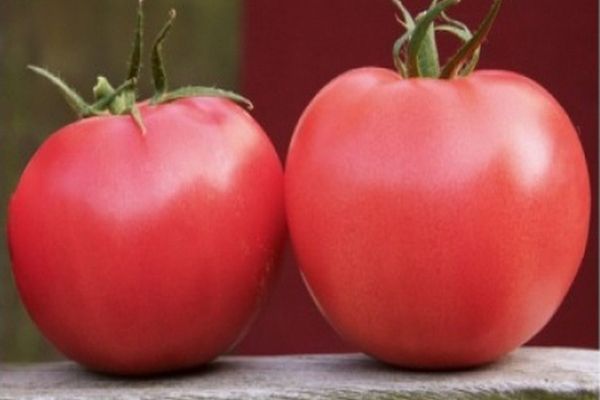 tomaattilajikkeen viljely