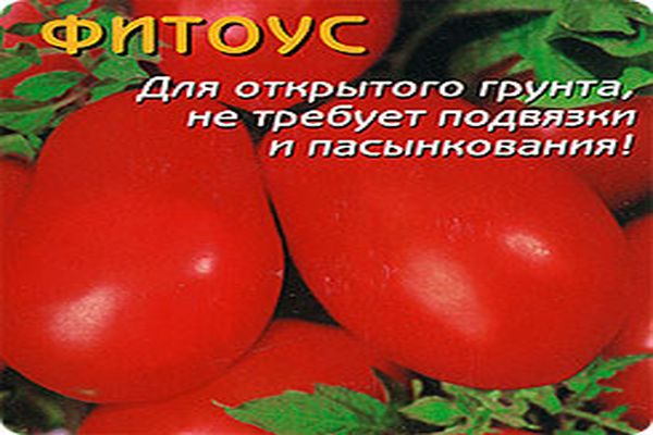 paradajkový fytous