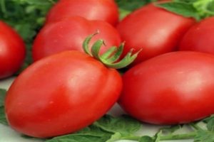 Descripción y características de la variedad de tomate Fitous