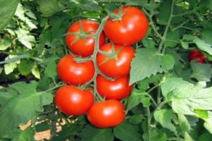 وصف وخصائص صنف الطماطم العام