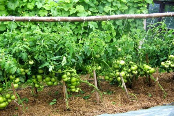 plante tomater