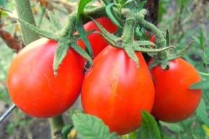Tomaattilajikkeen punainen päärynä kuvaus ja ominaisuudet