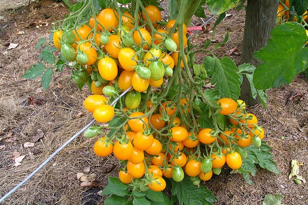 Pestovanie paradajok Ildi