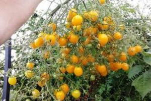 Charakterystyka i opis odmiany pomidora Ildi