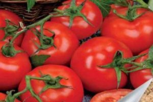 Beschrijving van tomatenras Katrina f1 en zijn kenmerken