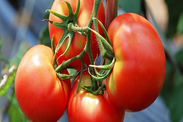 paradajka na vetve