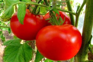 Kuvaus tomaattilajikkeesta Punaiset posket ja sen ominaisuudet