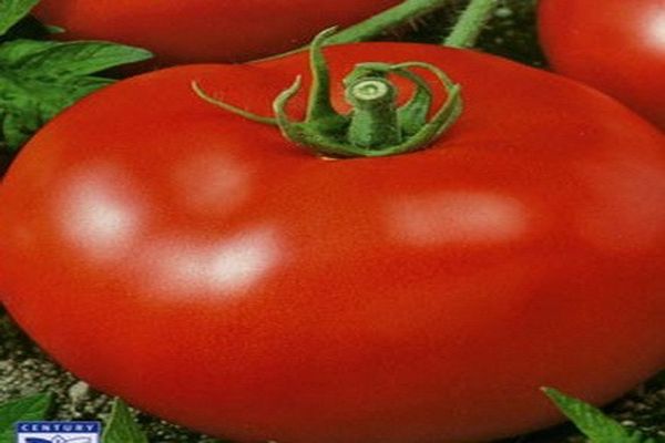 Tomatenrosa Wangen