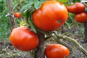 Description of the tomato variety Kum and characteristics