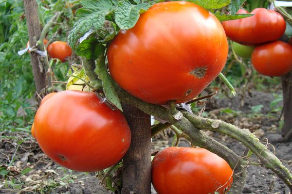 Tomaten-Vakuum