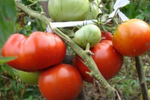 Descripción de la variedad de tomate Lev Tolstoy, características de la tecnología agrícola.