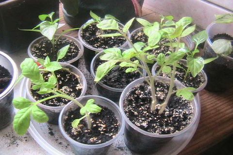 tomato growing seedlings