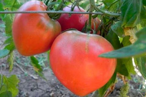 Tomaten mit zwei Stielen