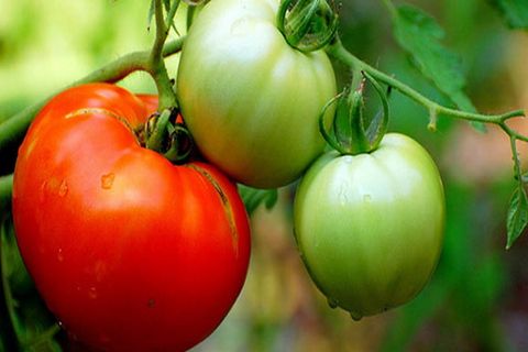 tomat favorit ferie