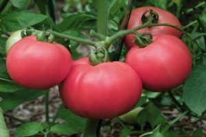Opis i cechy odmiany pomidora Love F1