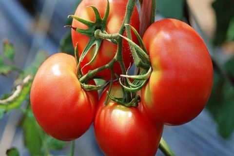 tomat elsker at vokse