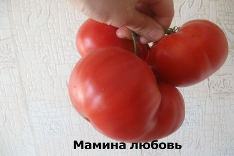 Tomaten Mamas Liebe