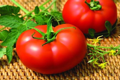 majitos tomaten