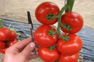 Karakteristike i opis sorte rajčice Mahitos F1