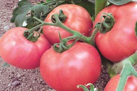 Hauptfach Tomatenqualität