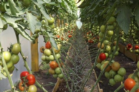 pěstování rajčat