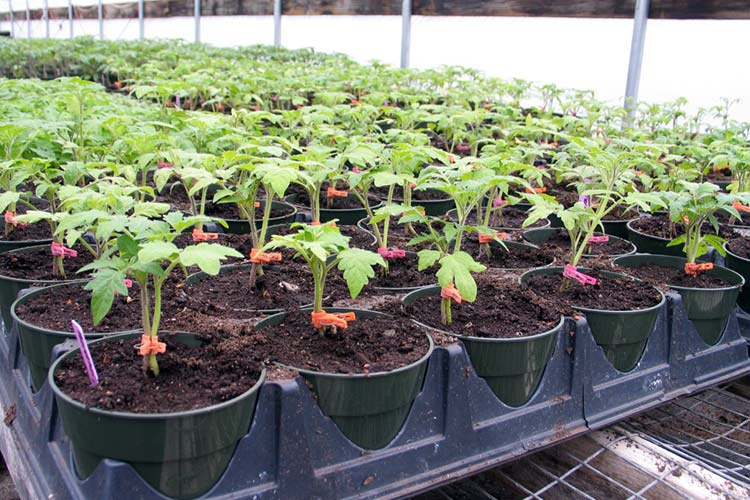 tomato seedlings in a greenhouse