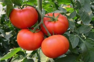 Characteristics and description of the Palenque tomato variety