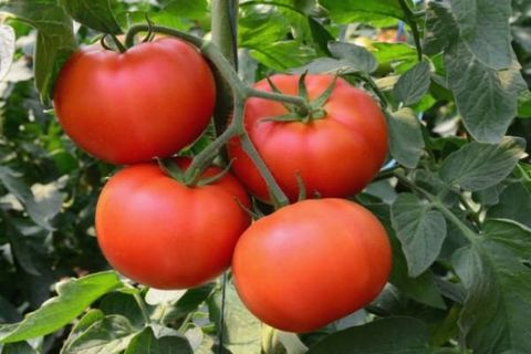 zalijevanje rajčice