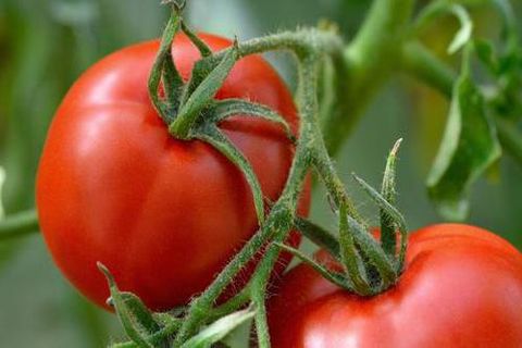 Tomaten pflegen