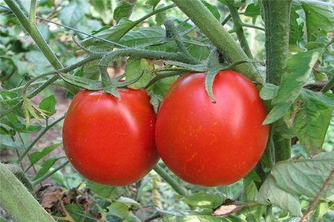 pomidorų trūkumas