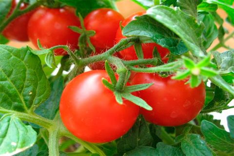 tomaatit voitto