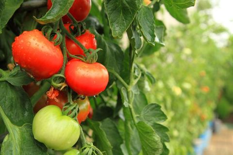 Tomaten charakteristisch