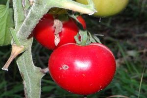 Karakteristike i opis sorte rajčice Snowdrop, njegov prinos